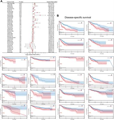 A Systematic Analysis Reveals the Prognostic and Immunological Role of Reptin/RUVBL2 in Human Tumors